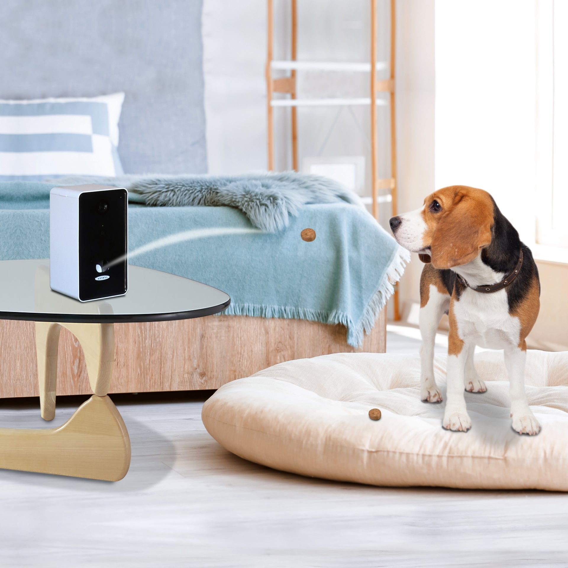 PT01 Lentek Smart Pet Treat Tosser with HD Video, 2-Way Audio - Lifestyle image of beagle watching as the unit tosses a treat towards it