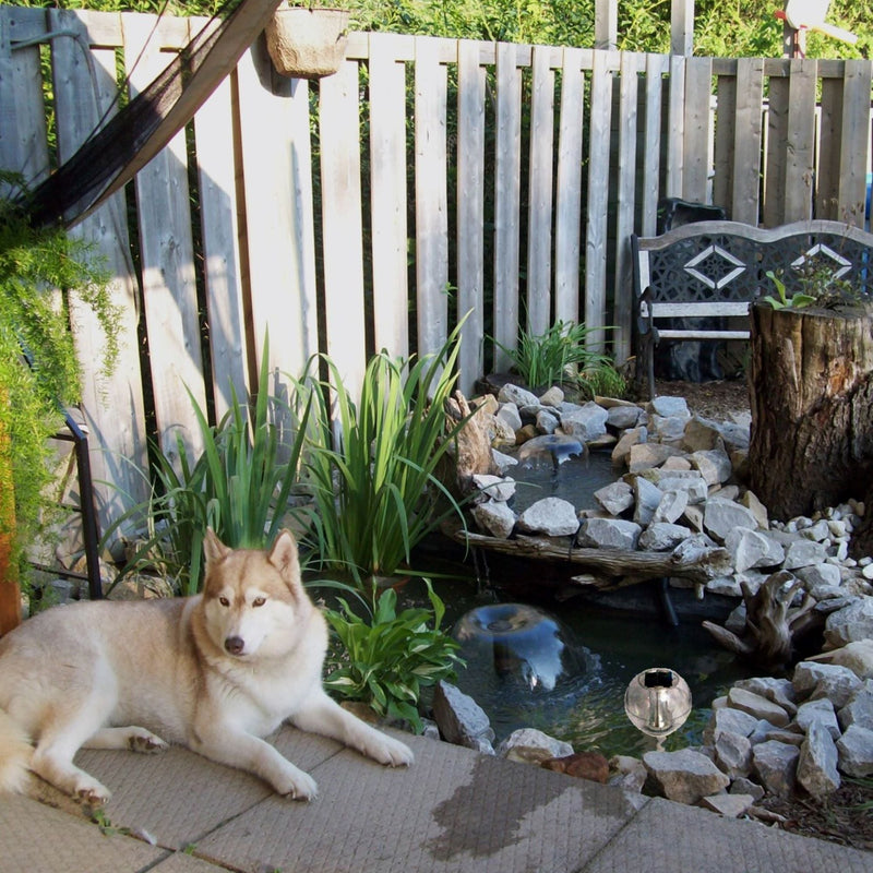 Lifestyle image of an in ground pond surrounded by plants and stones with a water bell fountain in the middle, a wooden fence and garden bench in the background, and a husky dog lying on a patio in the foreground