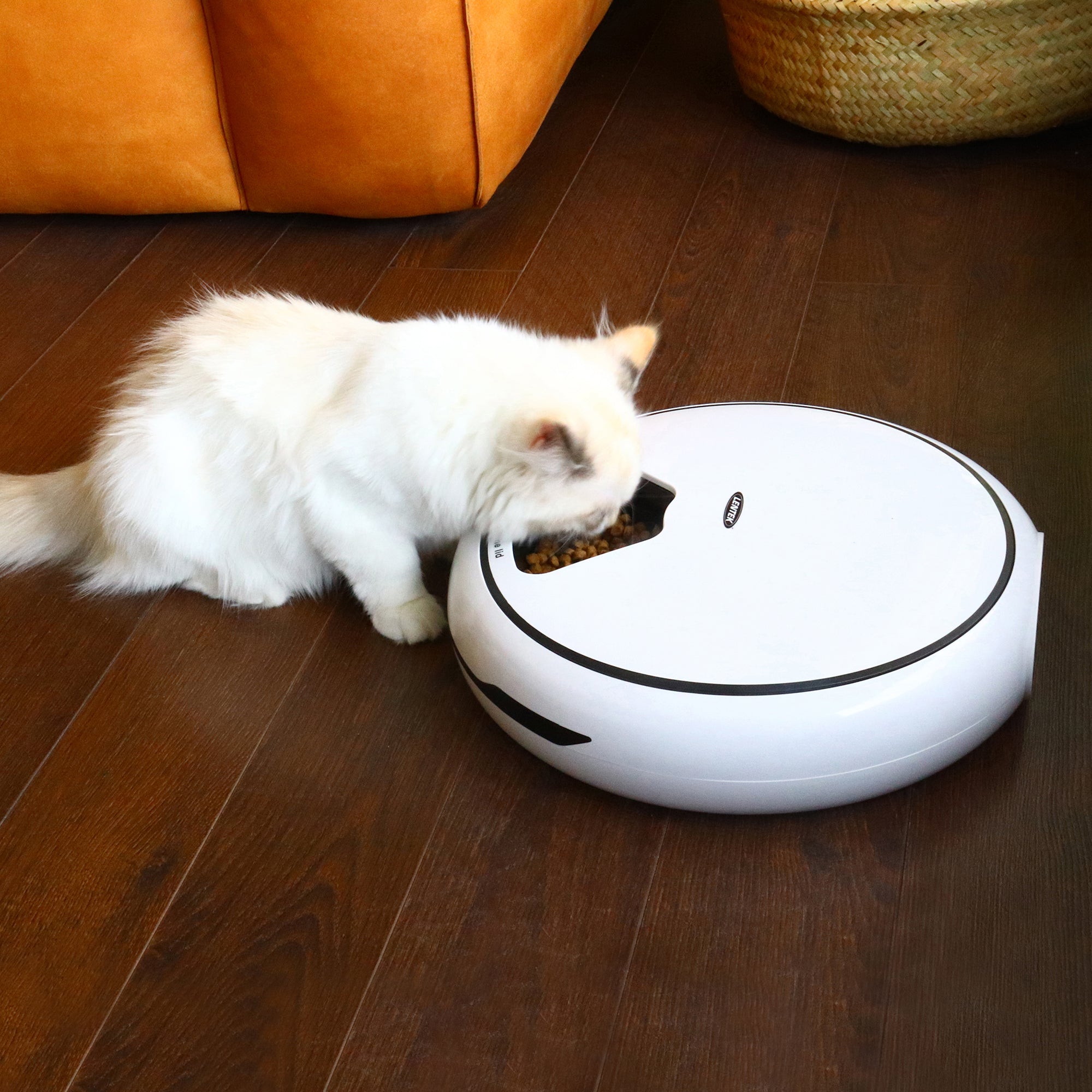 Lifestyle image of a cream-colored long-haired kitten eating from the Lentek automatic pet feeder on a dark wooden floor with an orange leather sofa in the background